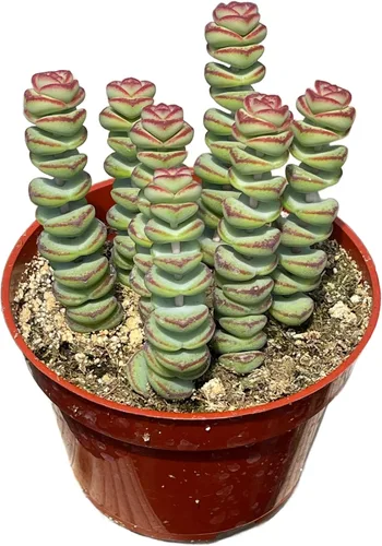 Miniatura 5 de Collar de bebé Crassula de 4 pulgadas, plantas suculentas vivas, plantas suculentas raras totalmente arraigadas en suelo suculento, planta viva