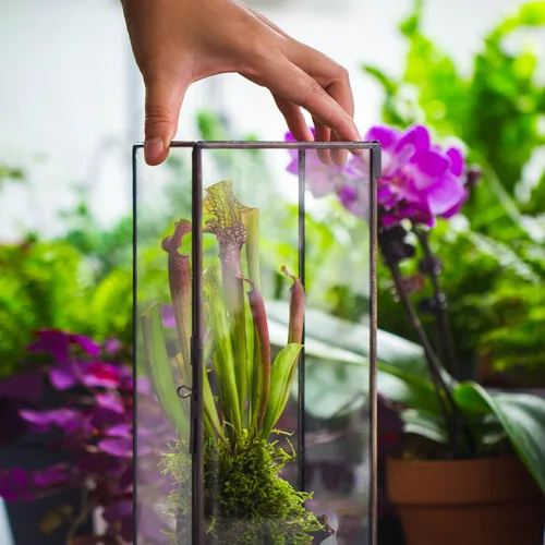 Miniatura 6 de NCYP Terrario de cristal cerrado con puerta, 3.9 x 3.9 x 11.8 pulgadas, maceta rectangular alta para helechos, plantas suculentas, decoración