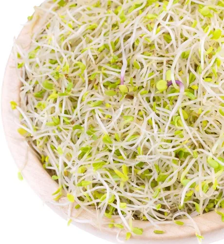 Miniatura 4 de Mezcla de ensalada orgánica de semillas germinantes, 1 libra, brócoli sin OMG, rábano, trébol, alfalfa. Rica tasa de germinación, no irradiada