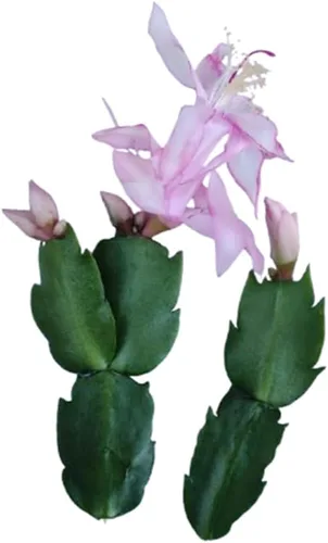 Live Holiday Cactus Plants Acción de Gracias Cactus (2 piezas de cactus de Acción de Gracias sin corte de raíz (borde rosado)