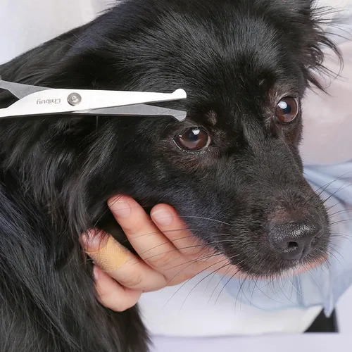 Miniatura 5 de Profesional Pet Grooming Tijeras con punta redonda Calidad Superior, cortador de acero inoxidable Perro Ojo para perros y gatos, herramienta