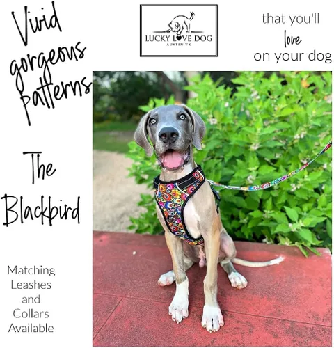 Miniatura 3 de Lucky Love Dog Arnés sin tirones para perro, ajustable y fácil de caminar, bonito arnés con patrón para perros pequeños, medianos y grandes