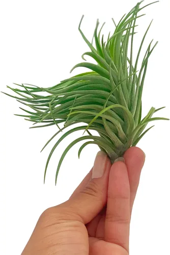 Miniatura 26 de ragnaroc Air Plants - Floración Tillandsia Bulbosa Belice, gigante de 7-9 pulgadas, 1 unidad, llegada en vivo garantizada, plantas