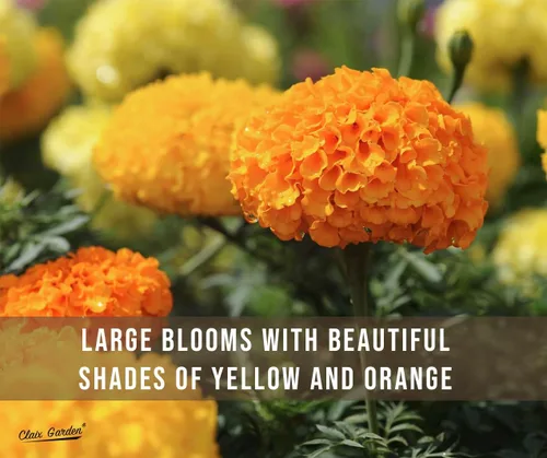 Miniatura 7 de Marigold African Crackerjack Seeds - 750 semillas - Hermosas flores enormes de naranja y amarillo, reliquia sin OMG - Flores vibrantes y fragantes