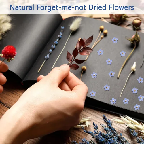 Miniatura 5 de Nuanchu Flores secas naturales "Don't Forget Me", flores secas prensadas reales para joyería, fabricación de velas, tarjetas, adornos de resina
