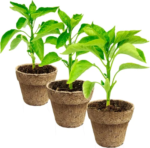 Miniatura 6 de Deepthi Macetas de vivero de fibra de coco de 3 pulgadas, paquete de 6 tazas de inicio de semillas biodegradables, macetas de turba de coco orgánico