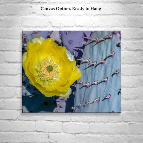 Miniatura 2 de Blue Prickly Pear Purple Cactus Art Print with Spring Blossom!