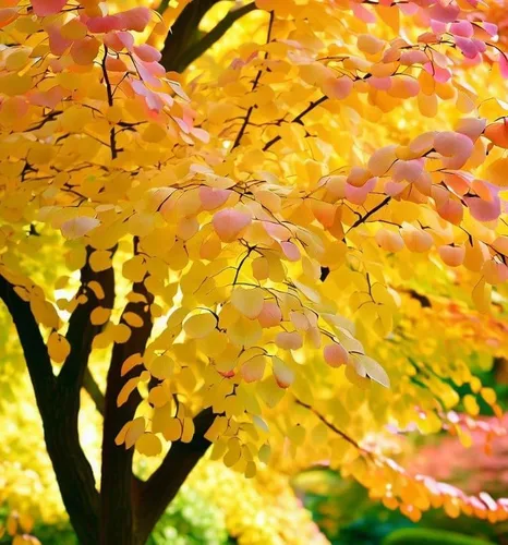Miniatura 2 de Cercidiphyllum japonicum (árbol Katsura japonés, árbol Judas japonés) Semillas de árbol, follaje elegante y aromático y colores vibrantes de otoño