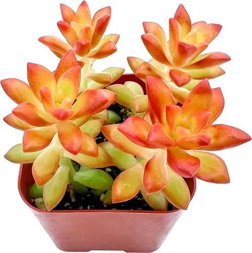 Miniatura 2 de 2" Sedum adolphii 'Shooting Stars' viva, plantas suculentas raras completamente enraizadas en macetas, planta única para el hogar, DIY, regalo