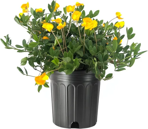 EcoTurf - Hierba de maní perenne | Planta de tamaño grande de 1 galón | Arachis Glabrata | Cubierta de suelo vivo para paisajismo sostenible,
