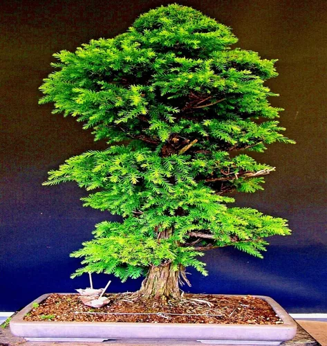 Miniatura 2 de 20 Seeds Cryptomeria Japonica Semillas de cedro rojo japonés Sugi Evergreen