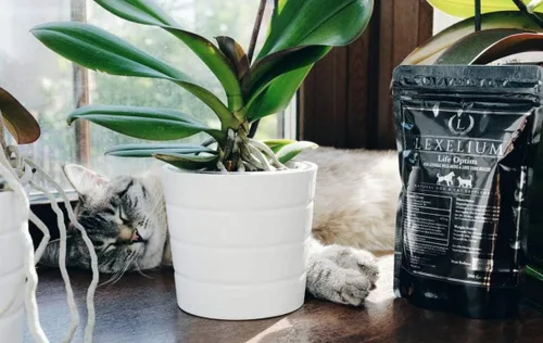 Miniatura 4 de Life-Optim - Mezcla de apoyo para enfermedades terminales para perros y gatos Suplemento en polvo 100% natural Diseñado para extender y mejorar