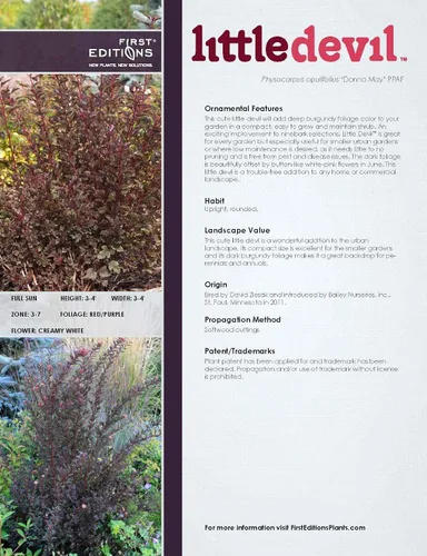 Miniatura 4 de Primeras ediciones - Physocarpus op. Little Devil (Ninebark) Arbusto, follaje burdeos, #3 - Contenedor
