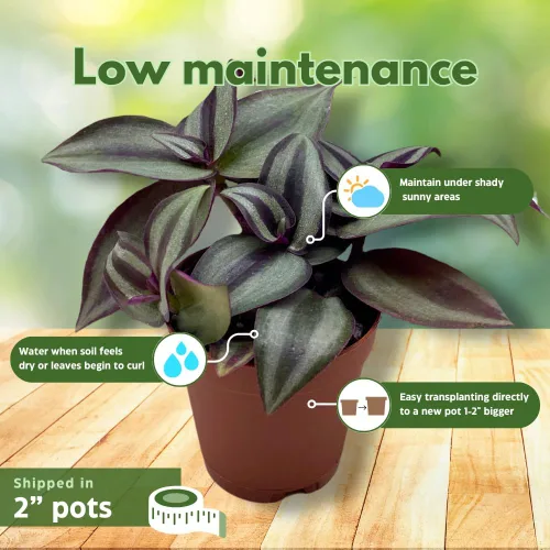 Miniatura 5 de Surtido de Wandering Due, variedad Tradescantia, 2 pulgadas, juego de 3 pequeñas mini plantas Pixie