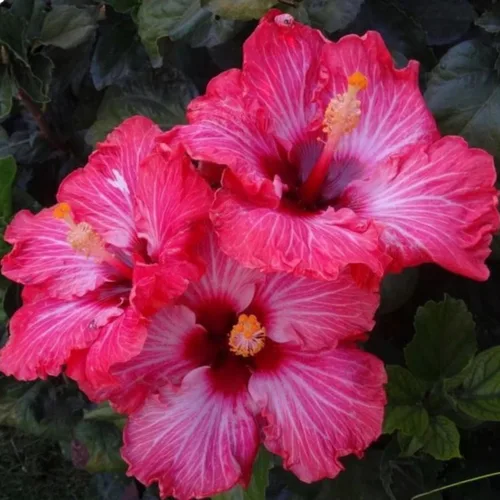 Miniatura 4 de Semillas de flores de hibisco para plantar, flores gigantes, plantas tropicales en maceta, semillas de reliquia sin OMG, plantas exóticas perennes