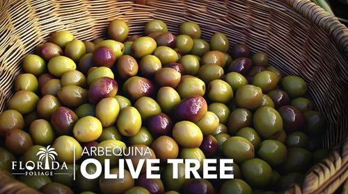 Miniatura 3 de Olivo Arbequina Maceta de 1 galón vivo Cultiva tus propias aceitunas en interiores