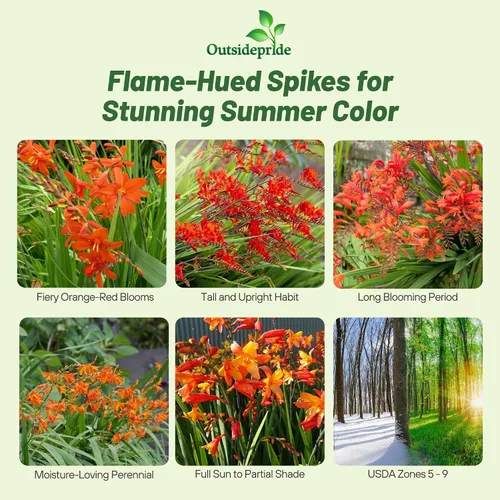 Miniatura 2 de Outsidepride Semillas de Crocosmia – 100 unidades. Semillas perennes, resistentes y fáciles de cultivar, semillas de flores para plantar flores