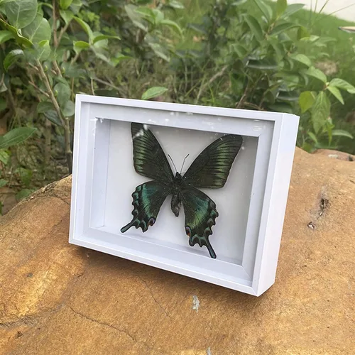 Miniatura 4 de 4 piezas de espécimen de mariposa, muestras de insectos de mariposa enmarcadas, suministros de taxidermia, caja de mariposa, regalo para hombres