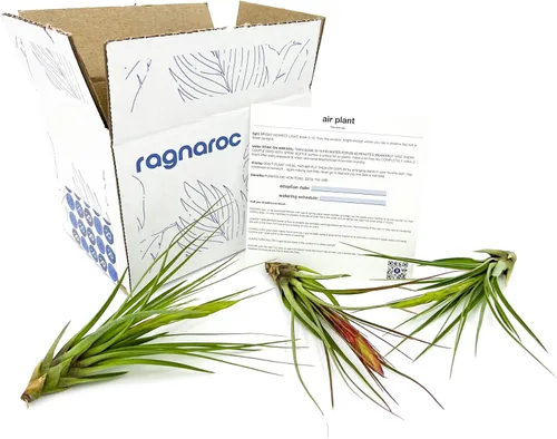 Miniatura 82 de ragnaroc Air Plants - Floración Tillandsia Bulbosa Belice, gigante de 7-9 pulgadas, 1 unidad, llegada en vivo garantizada, plantas
