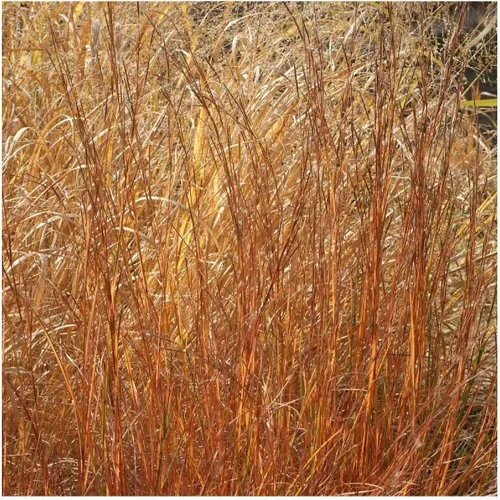 Miniatura 5 de Everwilde Farms - 1000 semillas de hierba nativa Little Bluestem - Paquete de semillas jumbo Gold Vault