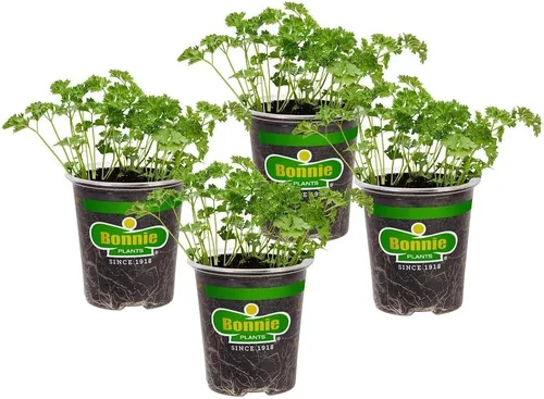 Bonnie Plants Plantas de hierbas vivas de perejil rizado, paquete de 4, bienal, sin OMG, adornar, condimentos, ensaladas, limpiador de paladar