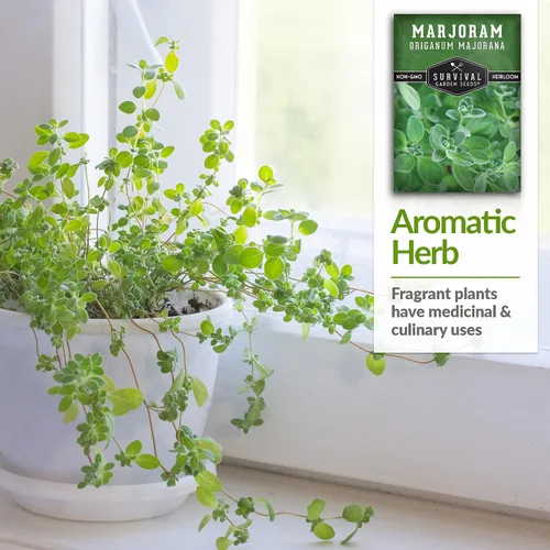 Miniatura 4 de Survival Garden Seeds - Semilla de mejorana dulce para plantar - Paquete con instrucciones para plantar y cultivar plantas de hierbas de origanum