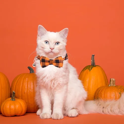 Miniatura 3 de ADOGGYGO Collares para gatos de Halloween con campana extraíble con corbatín extraíble, paquete de 2 unidades, collar de lazo de Halloween a cuadros