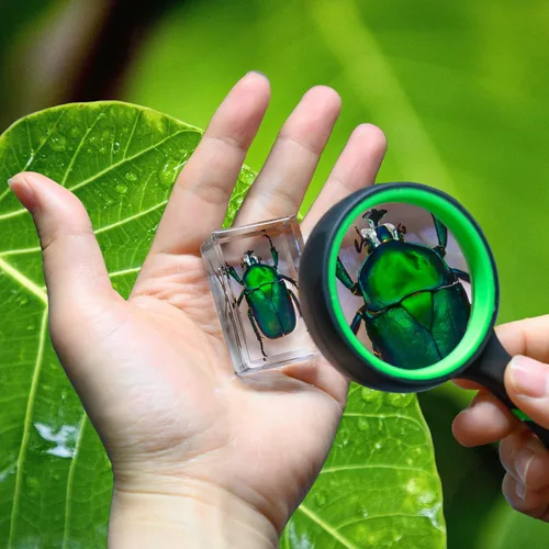 Miniatura 4 de 12 piezas de espécimen de insecto en resina, kit de colección de bichos reales para niños, juguete de taxidermia, clase de ciencias, educación