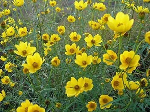 Miniatura 6 de Caléndula del pantano - Las flores brillantes de oro amarillo volverán a sembrar (25 - Semillas)
