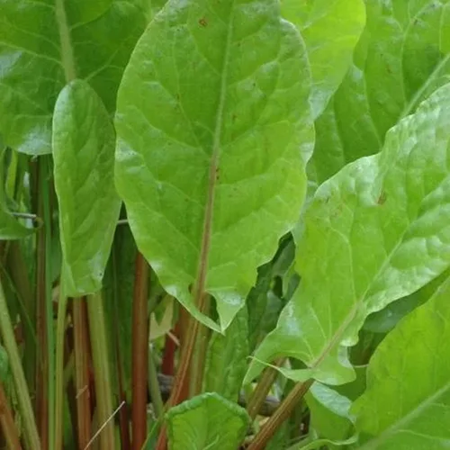 Organic Garden Sorrel - 0.04 oz ~ 1100 semillas - Heirloom, orgánica, sin OMG, polinizada abierta - Jardinería de hierbas y semillas de microverdes