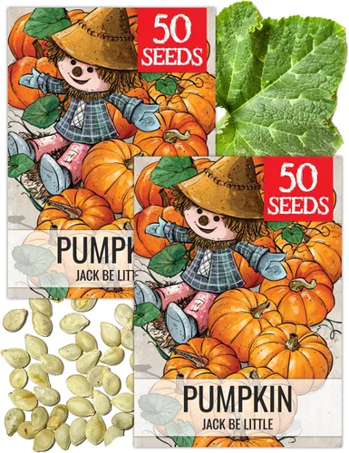 Seed Needs Semillas de calabaza para plantar mini calabazas Jack Be Little – Herencia sin OMG y sin tratar para plantar un huerto al aire libre –