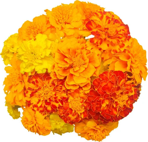 Miniatura 64 de 50 Hale's Best Cantaloupe Seeds for Planting - Sweet Aromatic Heirloom, Non-GMO, USA Grown by RDR Seeds
