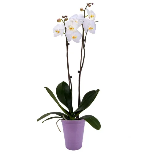 DecoBlooms Planta de interior de orquídea blanca de 5 pulgadas (maceta moderna incluida), cultivada en los Estados Unidos, decoración del hogar con