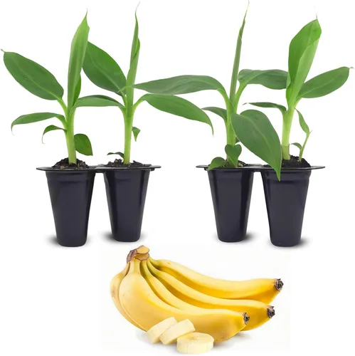 Banana Tree Dwarf Cavendish (paquete de 4) Planta de plátano vivo a la venta | Plantas fáciles de cultivar | Planta frutal comestible. | Cultiva tu