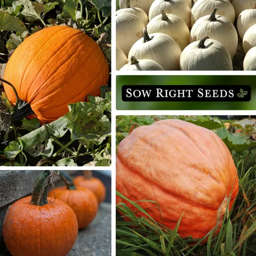 Miniatura 3 de Sow Right Seeds - Colección clásica de semillas de calabaza para plantar - Azúcar pequeño, campo de Connecticut y Big Max - Paquetes de reliquia sin