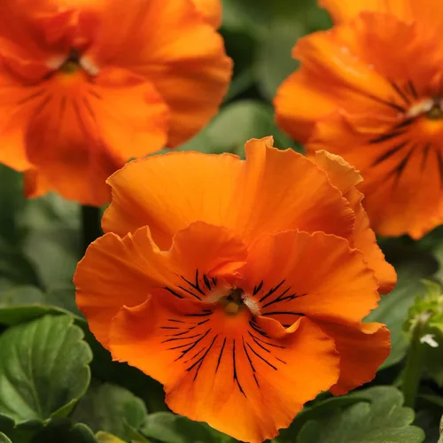 Miniatura 7 de Outsidepride Frizzle Sizzle - Semillas de pensamiento de viola naranja para plantar, 50 unidades. Flores bienales, resistentes al frío y aptas