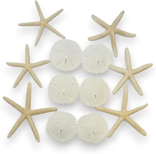 Tumbler Home Dólares de arena y estrellas de mar para manualidades, 6 estrellas de mar reales (4"-6") y 6 dólares de arena (3"-3.5") a granel