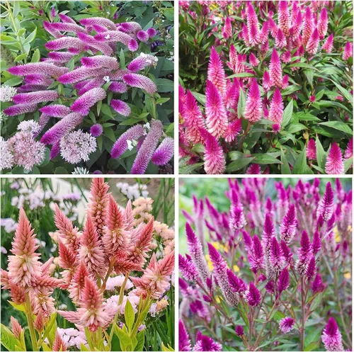 Más de 1100 semillas de flores de plumas de flamenco Celosia Spicata para plantar, semillas de plantas tradicionales sin OMG para jardín al aire
