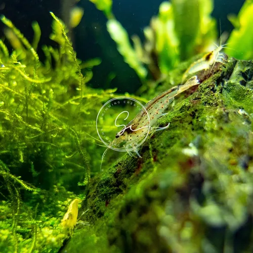 Miniatura 4 de Swimming Creatures™ 10 Camarones Amano Premium de Alta Calidad Caridina para Acuario de Agua Dulce Vivos
