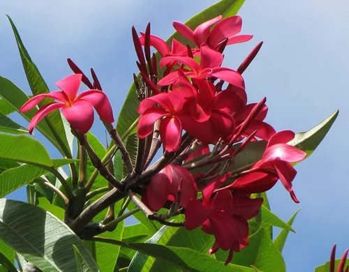 Miniatura 2 de Hawaiian Rare Plumeria Frangipani Planta esquejes rojo, blanco, amarillo, rosa - 10 pulgadas - Descuento Hawaiian Gifts LQ4 (rojo)