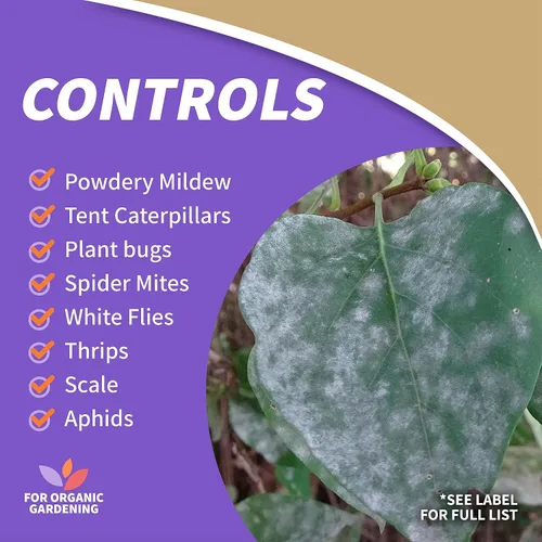 Miniatura 4 de Bonide Jabón insecticida, 32 onzas en aerosol listo para usar, control de insectos multiusos para jardinería orgánica en interiores y exteriores