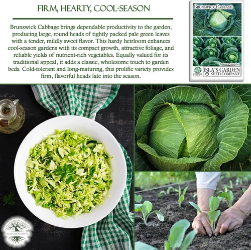 Miniatura 5 de Semillas de col Brunswick (Brassica oleracea) – Más de 300 semillas sin OMG y reliquias de Isla's Garden Seeds, cabezas verdes grandes y densas
