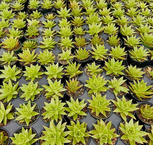 Miniatura 4 de ragnaroc Plantas suculentas vivas – Echeveria Agaviodes Ebony, enraizadas en maceta de 4 pulgadas – 1 unidad – Llegada viva garantizada – Plantas