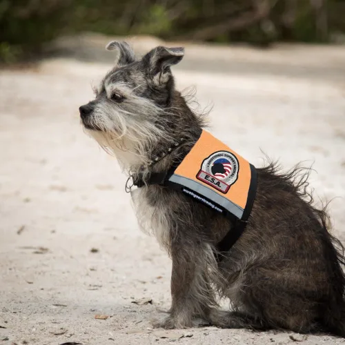 Miniatura 4 de Chaleco de apoyo emocional premium para perros pequeños, ESA, incluye 5 tarjetas de folleto ESA de ley federal