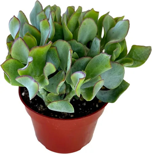 Miniatura 19 de Cadena de perlas (Senecio Rowleyanus) - Plantas vivas rastreras totalmente enraizadas y en floración - Rara planta de interior para decoración