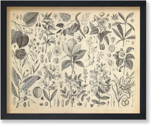 Miniatura 49 de Poster Master Póster Vintage de Plantas Cultivadas - Impresión Botánica Retro - Arte de Flores - Arte de Plantas - Regalo para Hombres y Mujeres