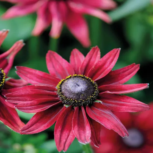 Miniatura 7 de Outsidepride Cherry Brandy Rudbeckia Seeds - 25 unidades. Semillas de flores anuales, fáciles de cultivar y auto-siembradas para plantar flores