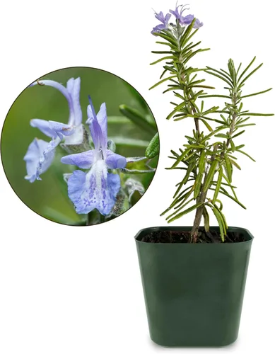 Generic Mini Flor Púrpura Romero Planta Starter Jardín de hierbas al aire libre Planta de romero vivo Aromático Fragante Azul Romero Officinalis
