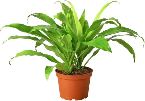 Miniatura 13 de Dracaena Colorama - Planta viva para interior Diferentes plantas de interior en maceta de 4 y 6 pulgadas Planta de casa real para sala de estar