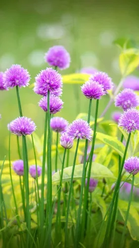 Miniatura 4 de Cebollino Allium Schoenoprasum Semillas de jardín de hierbas de ajo silvestre para plantar alrededor de 100 semillas